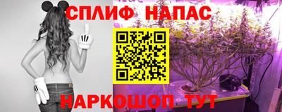 стаф Дубна